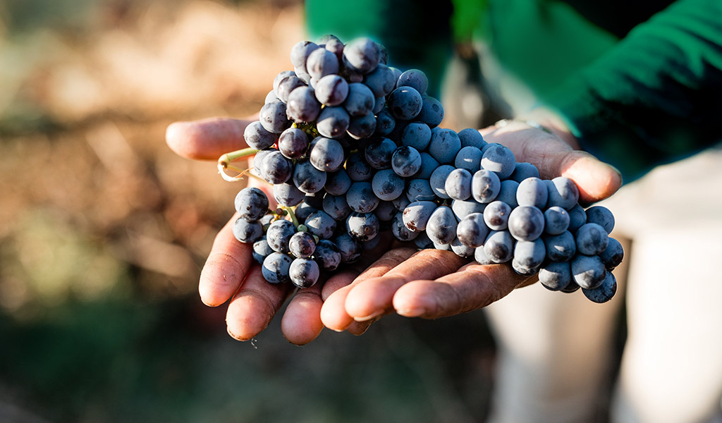 Крымская лоза