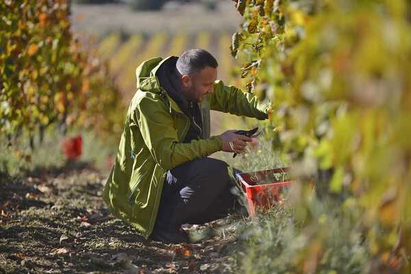 работа на винограднике.jpg работа на винограднике.jpg