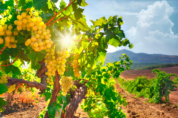 Винодельня-Ессе.jpg Винодельня-Ессе.jpg