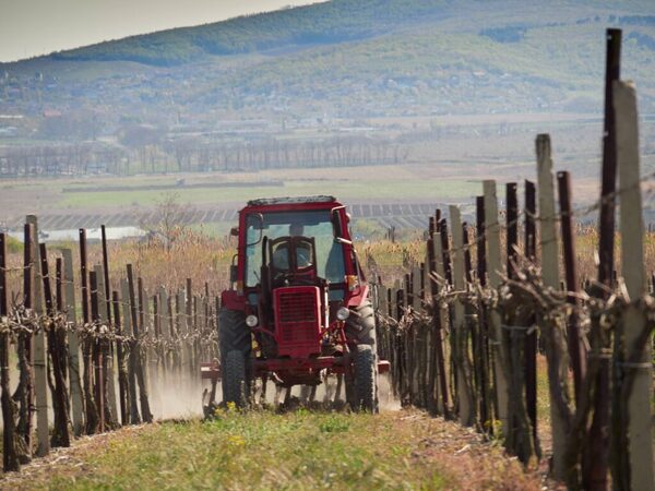 Виноградник Марченко.jpg
