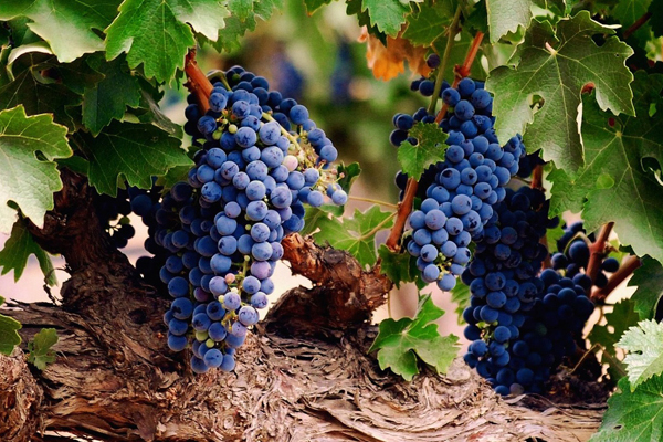 автохтонные сорта.jpg